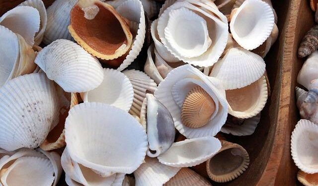 Shell Launches Exciting New Offshore Drilling Expedition in Namibia!