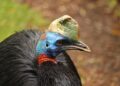 Papua New Guinea’s Return to the FATF Grey List: Implications for Its Financial Future