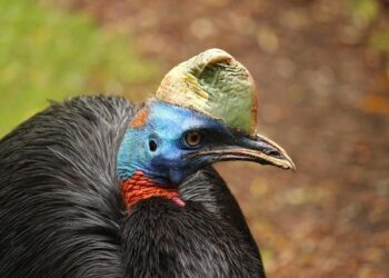 Papua New Guinea’s Return to the FATF Grey List: Implications for Its Financial Future