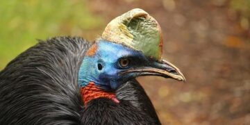 Papua New Guinea’s Return to the FATF Grey List: Implications for Its Financial Future