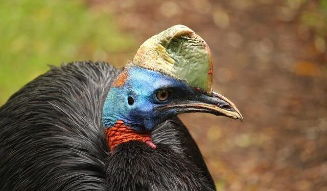 Papua New Guinea’s Return to the FATF Grey List: Implications for Its Financial Future