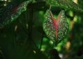 Unveiling the Enchanting Taro Fields of American Samoa