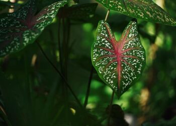 Unveiling the Enchanting Taro Fields of American Samoa