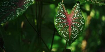 Unveiling the Enchanting Taro Fields of American Samoa