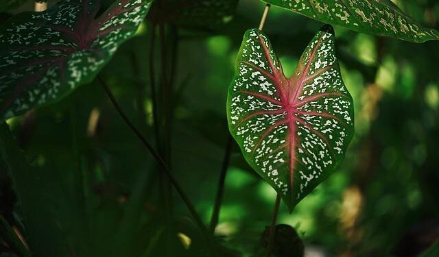 Unveiling the Enchanting Taro Fields of American Samoa