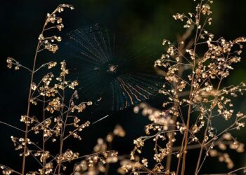 Scattered Spider Hacker Apprehended in Finland and Extradited to the U.S