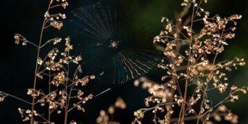 Scattered Spider Hacker Apprehended in Finland and Extradited to the U.S