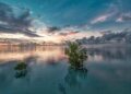 Restoring Nature’s Balance: The Community-Led Revival of Southern Benin’s Mangroves