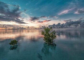 Restoring Nature’s Balance: The Community-Led Revival of Southern Benin’s Mangroves