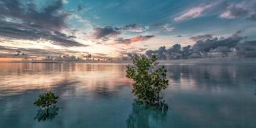 Restoring Nature’s Balance: The Community-Led Revival of Southern Benin’s Mangroves