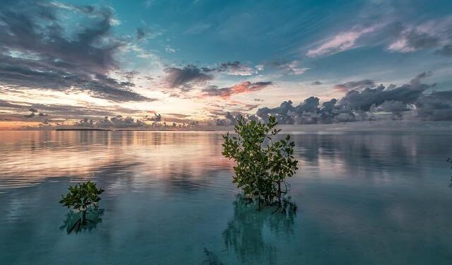 Restoring Nature’s Balance: The Community-Led Revival of Southern Benin’s Mangroves