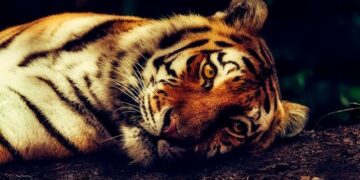 Don’t Miss the Action: Wests Tigers Battle New Zealand Warriors Live This Friday!