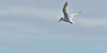 Alarm Bells Ring as Lethal H5 Bird Flu Strikes Australian Seabirds for the First Time