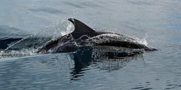 Is the Atlantic Current’s Collapse a Threat to Iceland’s Future?