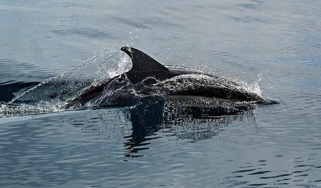 Is the Atlantic Current’s Collapse a Threat to Iceland’s Future?
