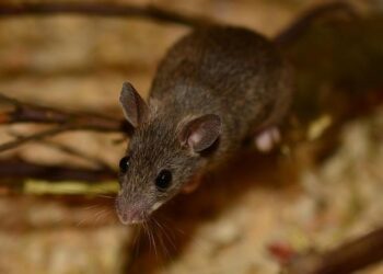 Exploring the Fascinating Journey of the Asian House Shrew: A Tale of Indo-Pacific Trade and Human Migration