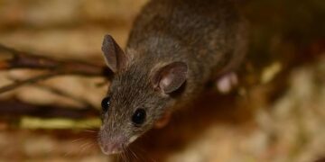 Exploring the Fascinating Journey of the Asian House Shrew: A Tale of Indo-Pacific Trade and Human Migration