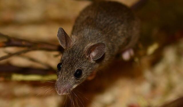 Exploring the Fascinating Journey of the Asian House Shrew: A Tale of Indo-Pacific Trade and Human Migration