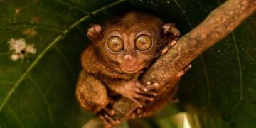 Revitalizing Nature: How Communities are Leading the Charge in KAZA Conservation
