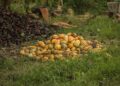 Global Cocoa Giant Unveils $80 Billion in Revolutionary Development Commitments!