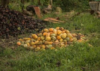 Global Cocoa Giant Unveils $80 Billion in Revolutionary Development Commitments!