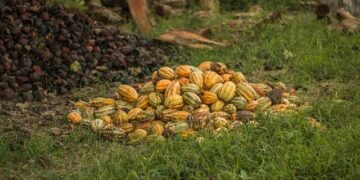 Global Cocoa Giant Unveils $80 Billion in Revolutionary Development Commitments!