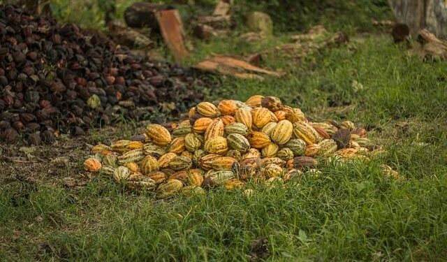Global Cocoa Giant Unveils $80 Billion in Revolutionary Development Commitments!