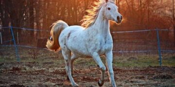 Goodman Shines as Honored Guest at Prestigious Thoroughbred Club of America Event!