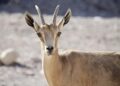 Israel’s Recognition of Somaliland: A Transformative Shift for Somalia and the Horn of Africa?