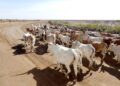 Senegal’s Griots: The Living Keepers of Timeless Cultural Heritage