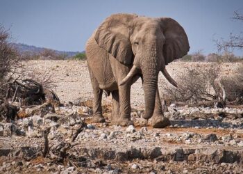 Wia Secures Full Funding to Accelerate Namibia Project Following Successful DFS and MRE Enhancements
