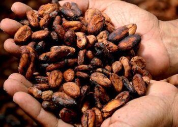 Unlocking Prosperity: How Cocoa Can Transform the Lives of Pacific Farmers