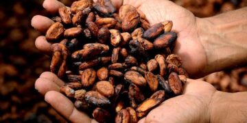 Unlocking Prosperity: How Cocoa Can Transform the Lives of Pacific Farmers