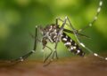 Beware: A Fast-Spreading Invasive Mosquito Threatens Africa’s Cities!