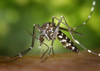 Beware: A Fast-Spreading Invasive Mosquito Threatens Africa’s Cities!