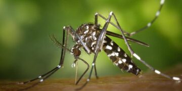 Beware: A Fast-Spreading Invasive Mosquito Threatens Africa’s Cities!