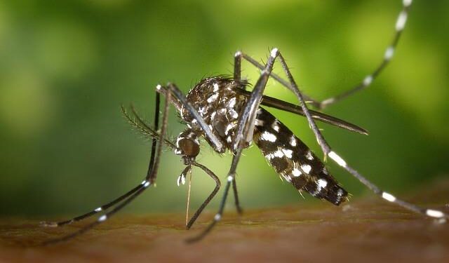 Beware: A Fast-Spreading Invasive Mosquito Threatens Africa’s Cities!