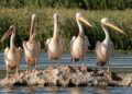 Discovering the Untamed Beauty: The Thriving Ecotourism Scene in Central Africa