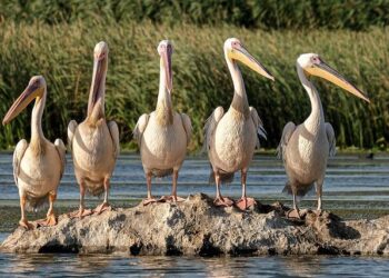 Discovering the Untamed Beauty: The Thriving Ecotourism Scene in Central Africa