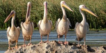 Discovering the Untamed Beauty: The Thriving Ecotourism Scene in Central Africa