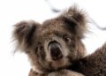 Why Australia’s $1 Trillion Debt Is Not Our Biggest Concern