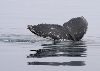 Heartbreaking Loss of Humpback Calf Prompts Temporary Swimming Ban in Aitutaki