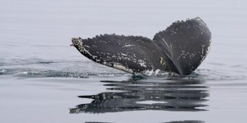 Heartbreaking Loss of Humpback Calf Prompts Temporary Swimming Ban in Aitutaki