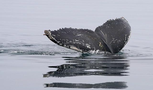 Heartbreaking Loss of Humpback Calf Prompts Temporary Swimming Ban in Aitutaki