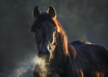 Raging Fires in Belgium’s High Fens Raise Alarm: MPs Demand Action on Luxembourg’s Air Quality Response