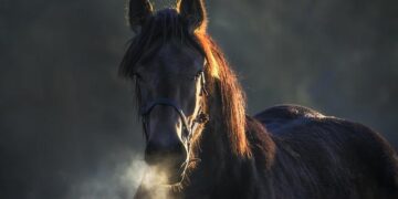 Raging Fires in Belgium’s High Fens Raise Alarm: MPs Demand Action on Luxembourg’s Air Quality Response