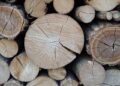 Don’t Miss WOODCUTTER: The Must-See Sensation at the Edinburgh Festival Fringe!