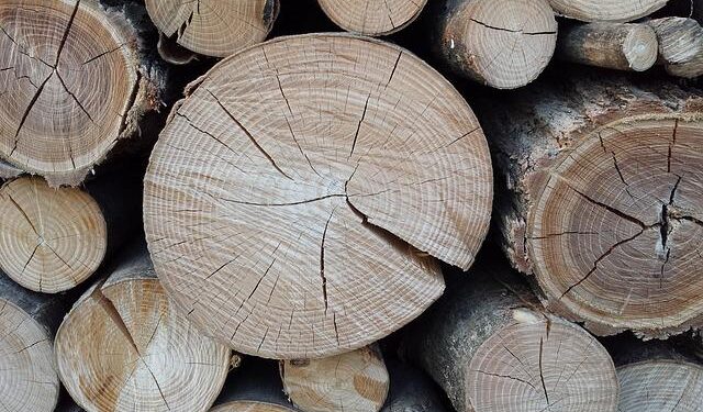 Don’t Miss WOODCUTTER: The Must-See Sensation at the Edinburgh Festival Fringe!