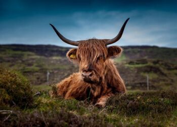 Scotland Surfs the ‘Coolcation’ Wave While Europe Sizzles!