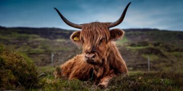 Scotland Surfs the ‘Coolcation’ Wave While Europe Sizzles!